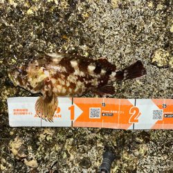 ガシラ活性高し