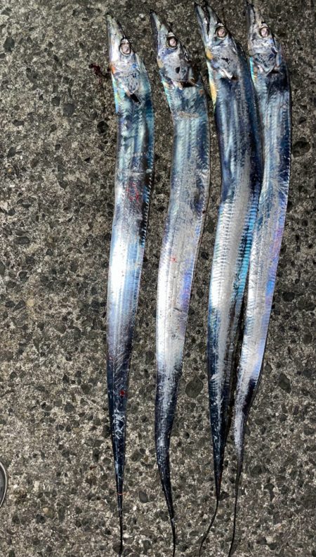 ウキ釣りでのタチウオ