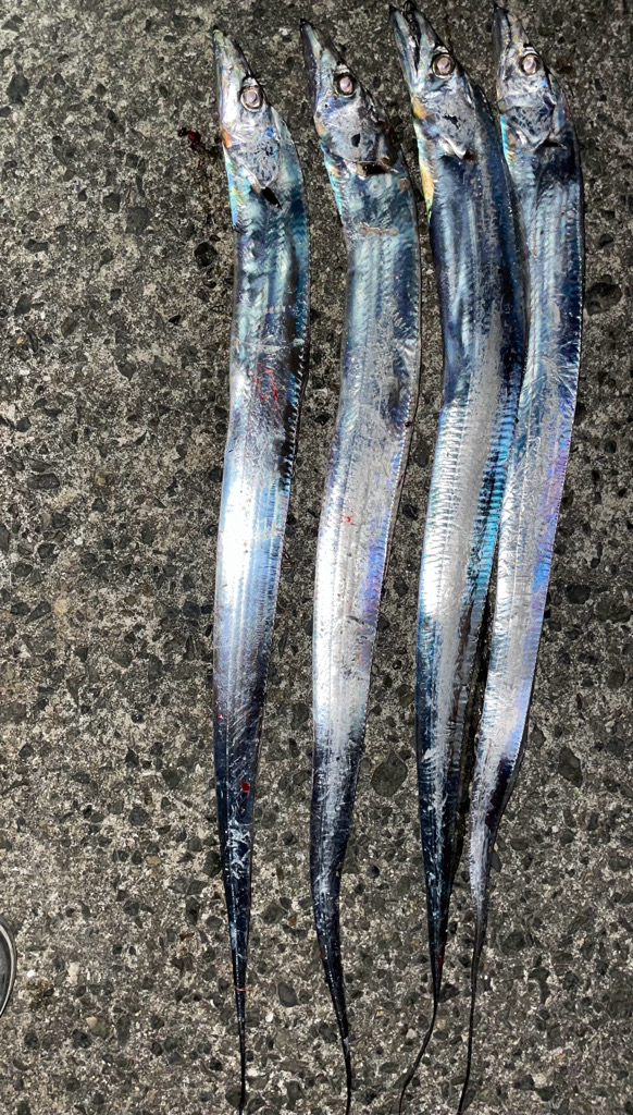 ウキ釣りでのタチウオ