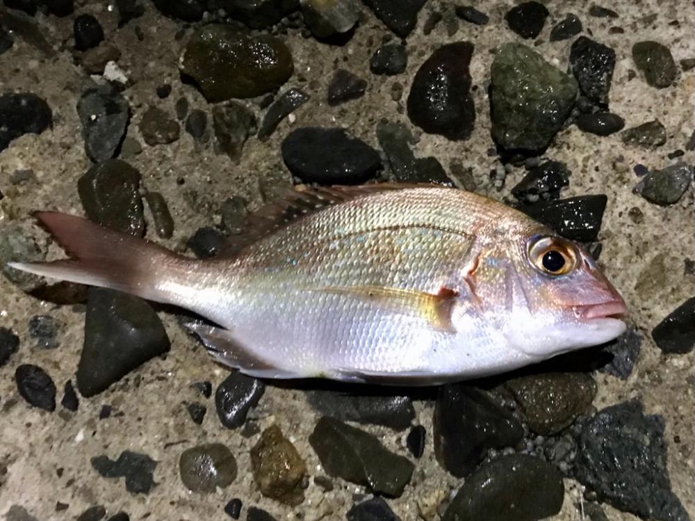 アジング（のつもり）