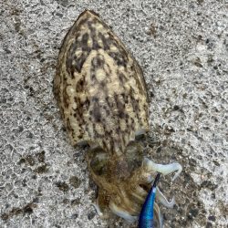 秋烏賊エギング