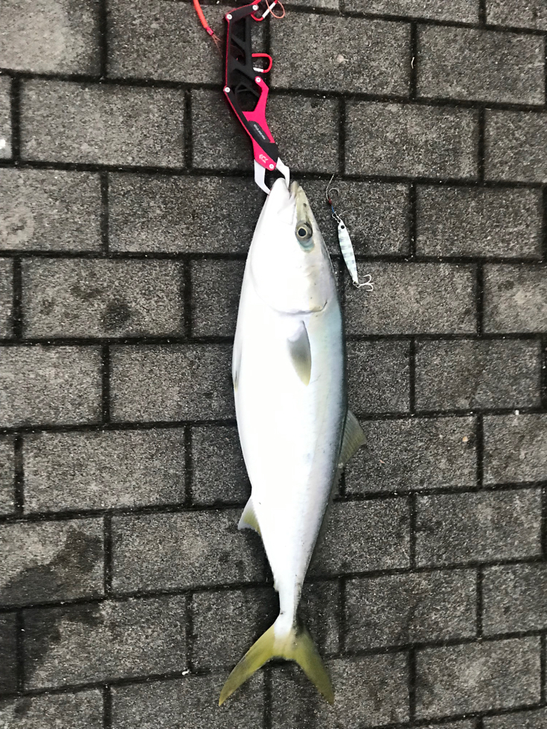 メジロゲッチュ〜!