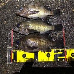 雨のメバリング