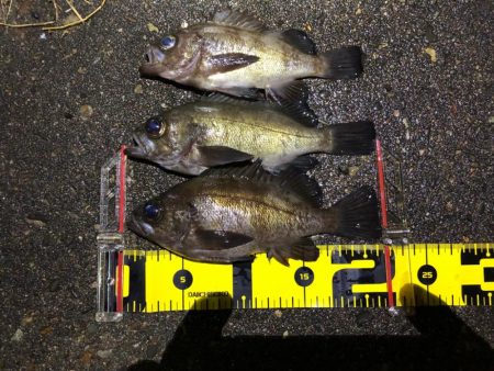 雨のメバリング