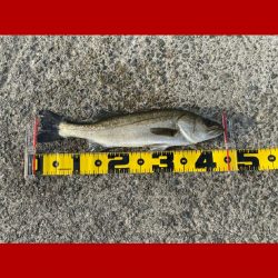 釣りスタートから長くアタリ無く不安な展開