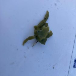 ジャックアイヒラリンでハギングにゃ!