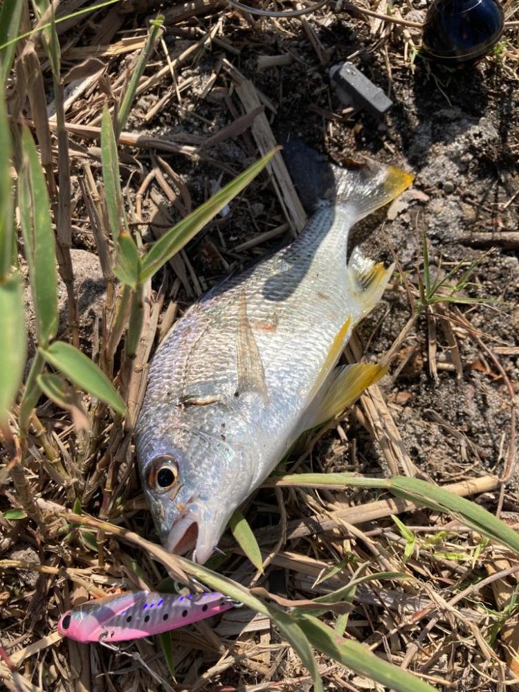 ライトゲームin河口