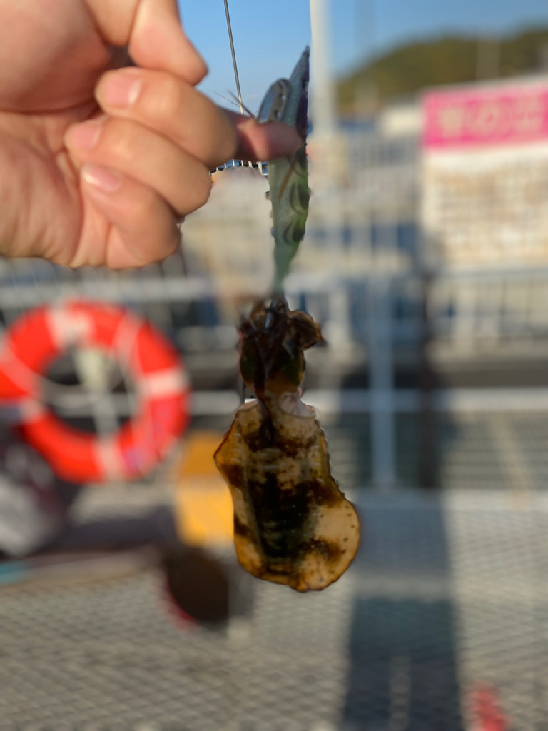 とっとパーク小島！エギング釣行