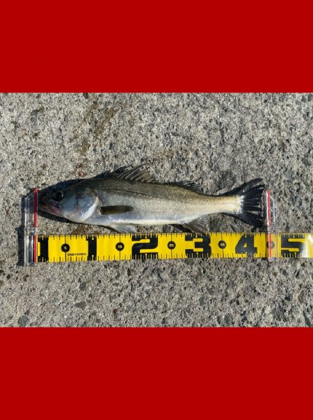 釣り開始から風が強く吹き