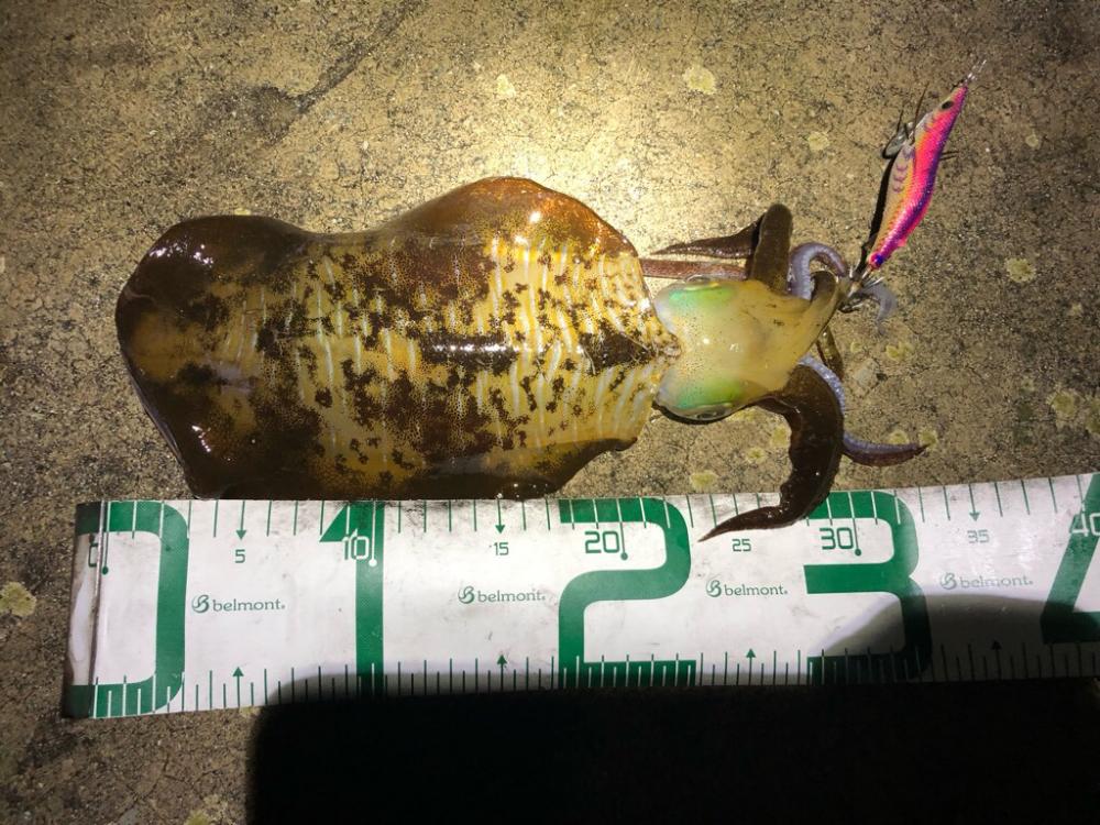 2022 佐渡ヶ島エギング 47回目【11月11日】