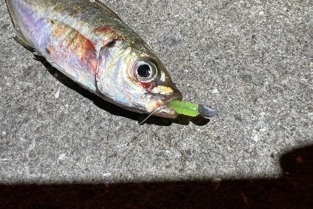 鯵を探して三千里Ver.6