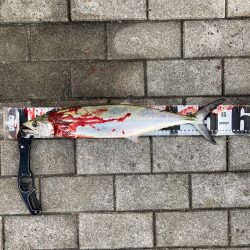 ドルフィンドリーム。青牙マルチ。。