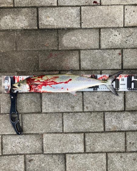 ドルフィンドリーム。青牙マルチ。。