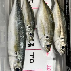 アジ狙いでアジ釣れました