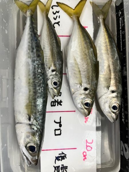 アジ狙いでアジ釣れました