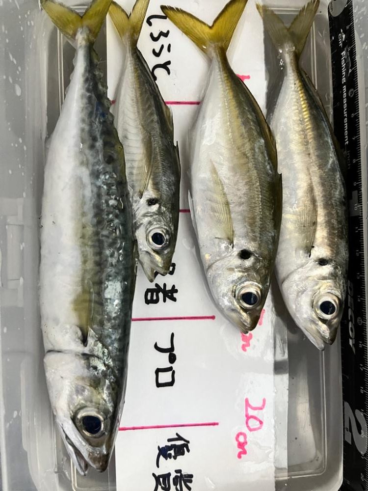 アジ狙いでアジ釣れました