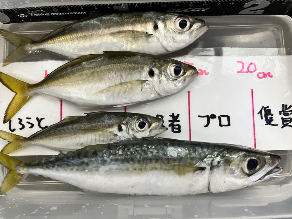 アジ狙いでアジ釣れました
