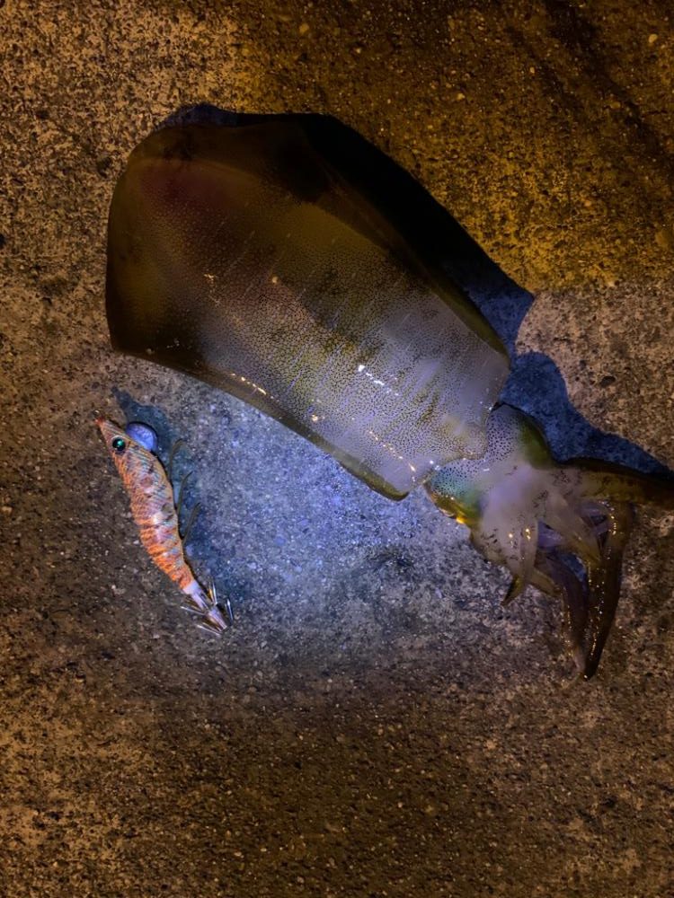 アオリイカ釣り