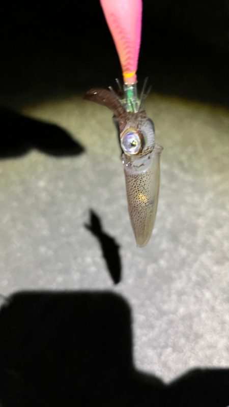 寒い中頑張ったヒイカ釣り