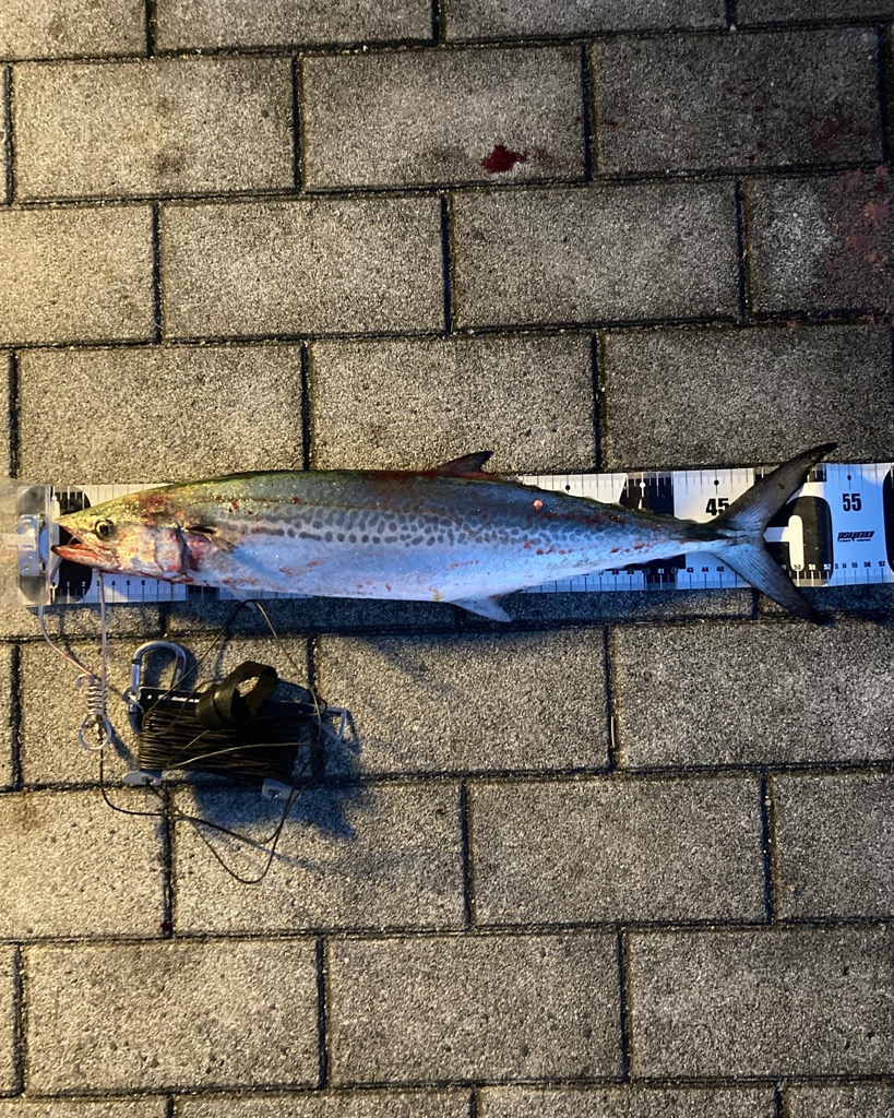 湾奥コスモ大潮初日。青牙サゴシ54cmギリメジロ65cm。。