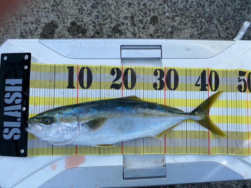 南予でカゴ釣り