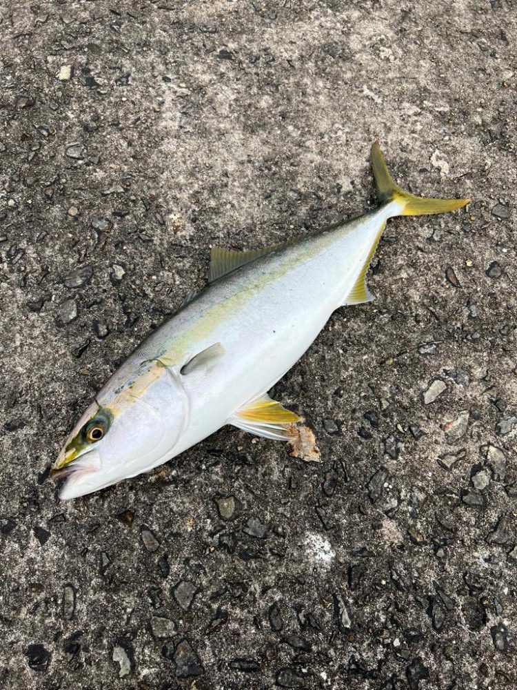 アタリ日の失敗