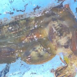 休憩Timeにアオリイカ狙い