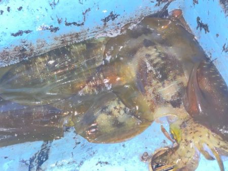 休憩Timeにアオリイカ狙い