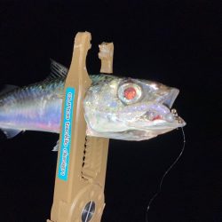 悶絶豆アジング