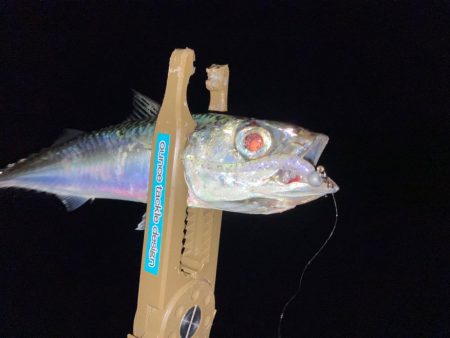 悶絶豆アジング