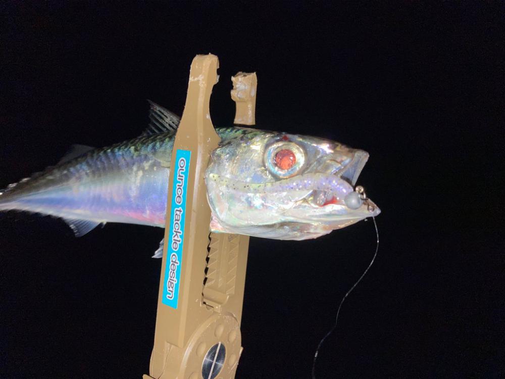 悶絶豆アジング