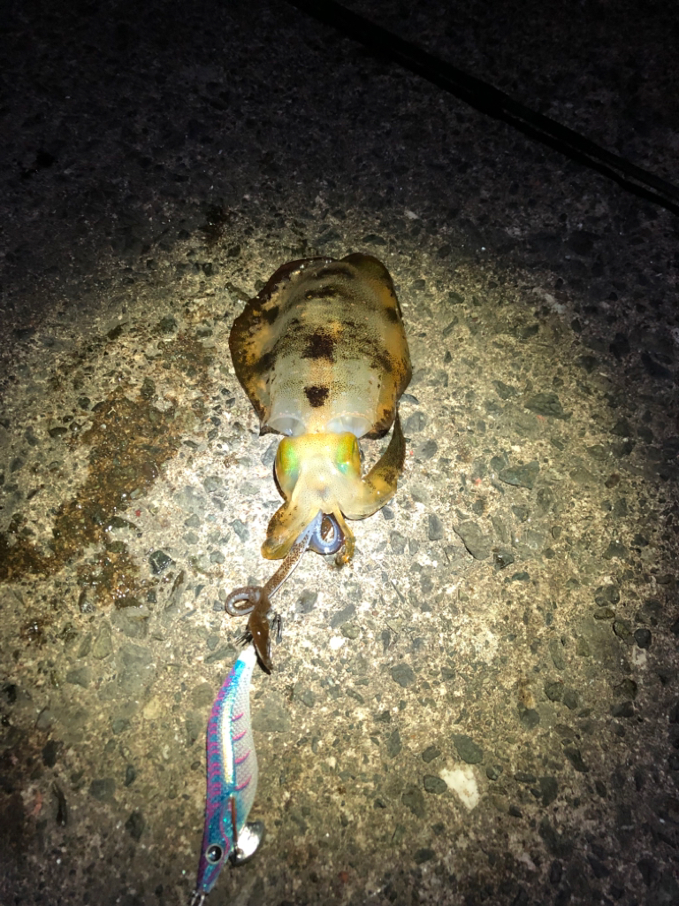 【若狭エリア】アオリイカ探し