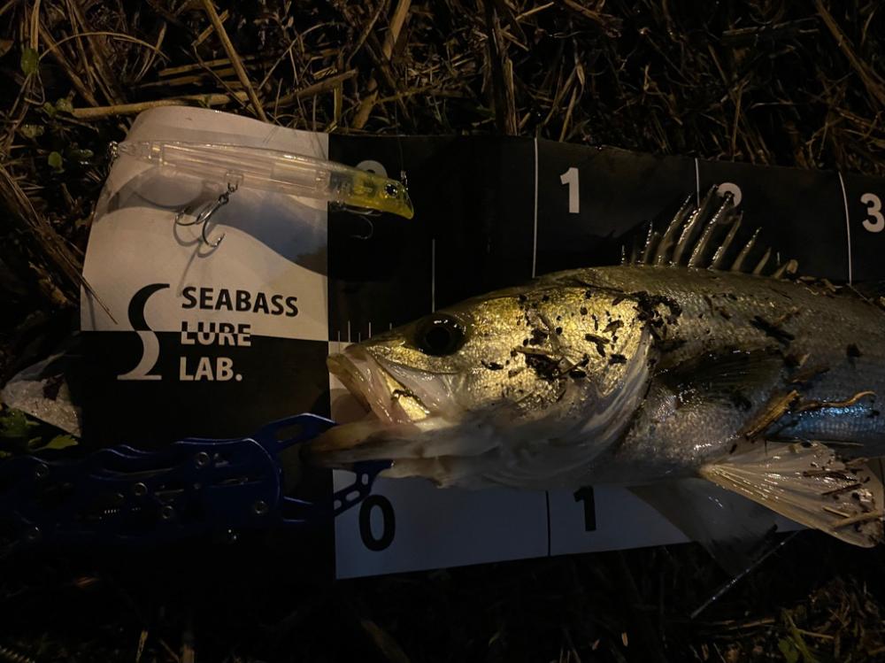 明暗のシーバスゲーム