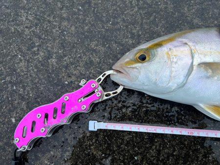 爆釣！入れ食い状態