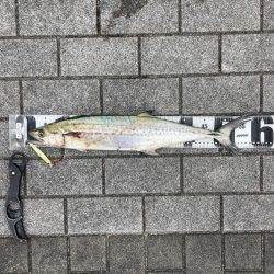 一変激渋ながら青牙マルチ。。