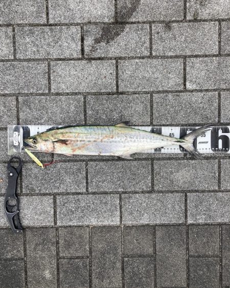 一変激渋ながら青牙マルチ。。