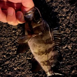 四日市ライトゲーム