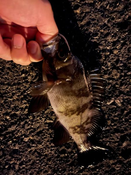 四日市ライトゲーム