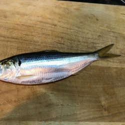 初のルアー釣り イナッコとコノシロ