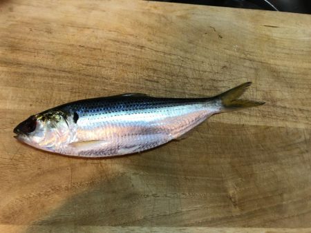 初のルアー釣り イナッコとコノシロ