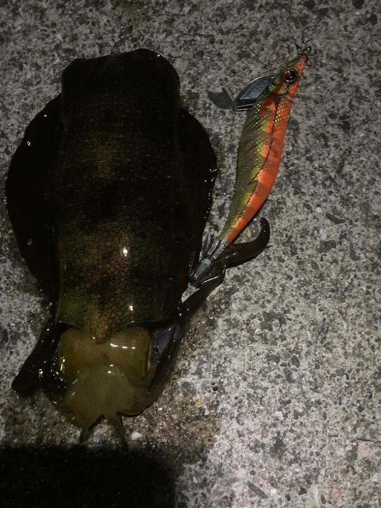 ナイトじゃないと