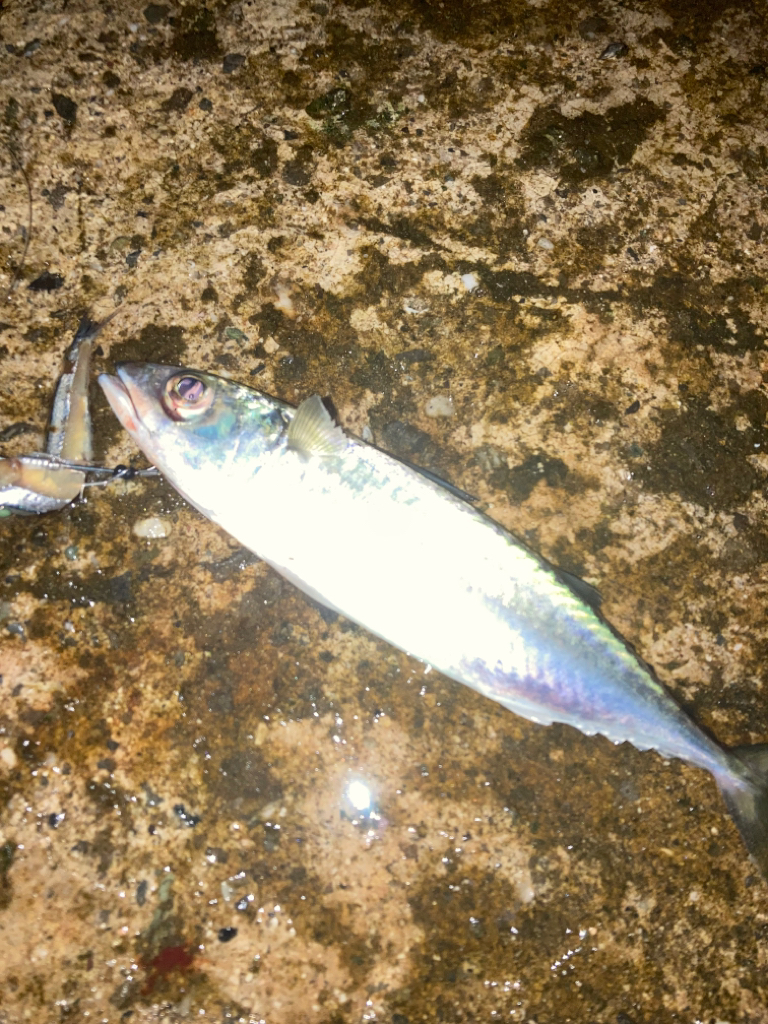 ⭐︎南港産タチウオ