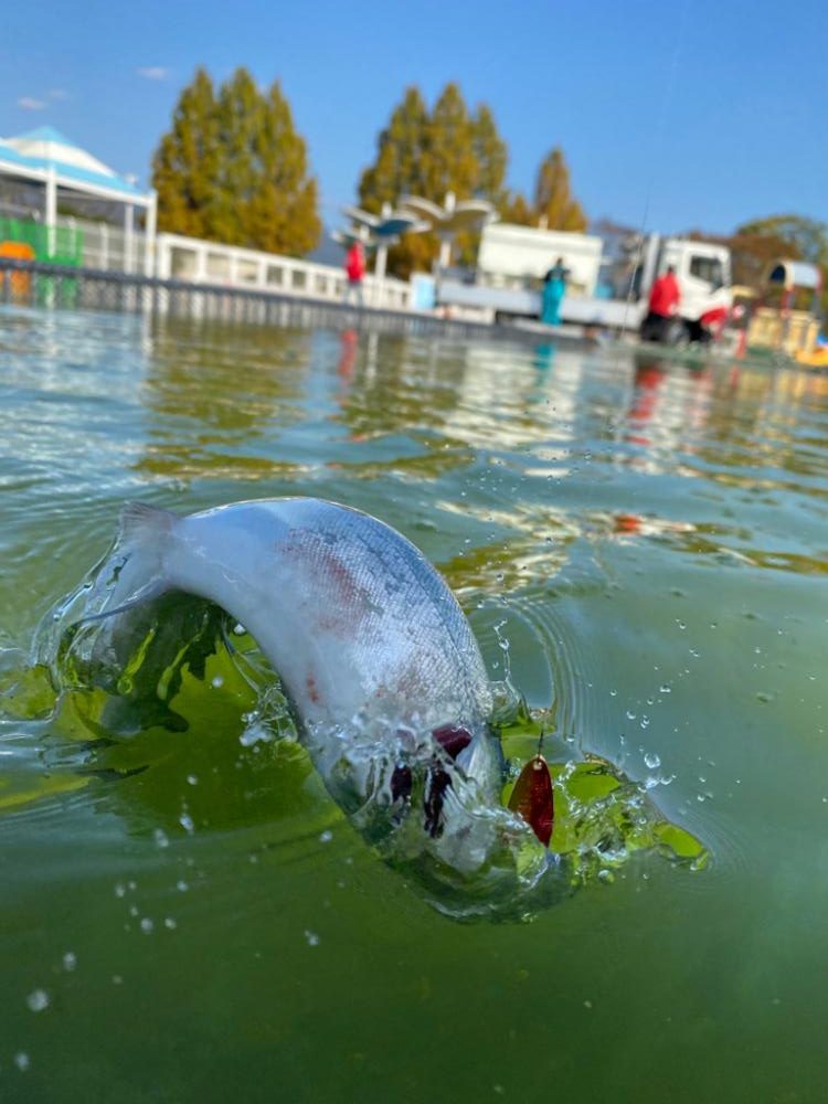 エリアトラウト　亀岡市
