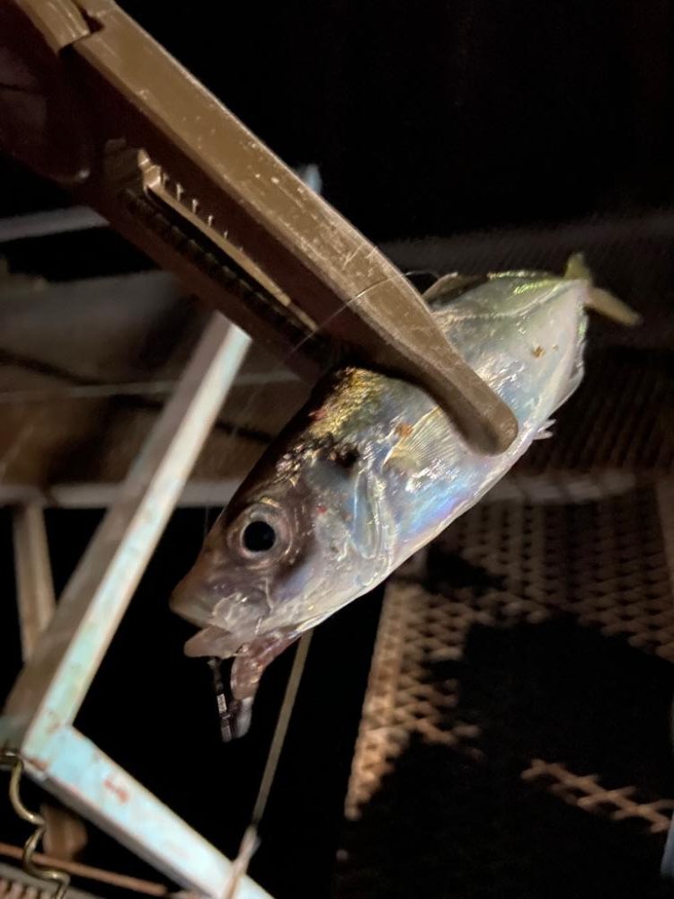 小島養魚場で悶絶豆アジング♪