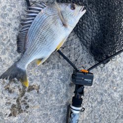 釣り始めは水深が低く魚が寄りにくい展開