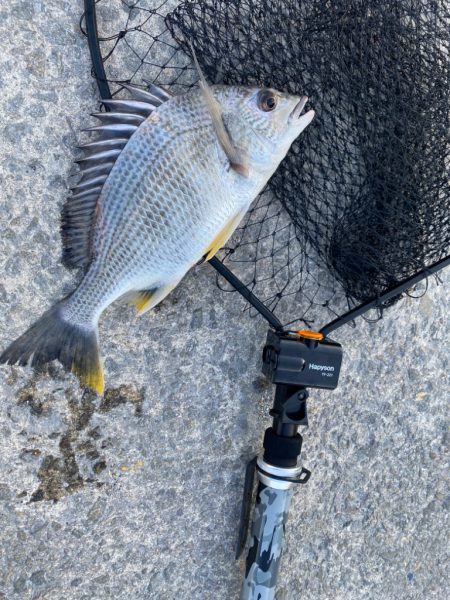 釣り始めは水深が低く魚が寄りにくい展開