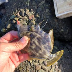 がまかつ公式投稿　調査編