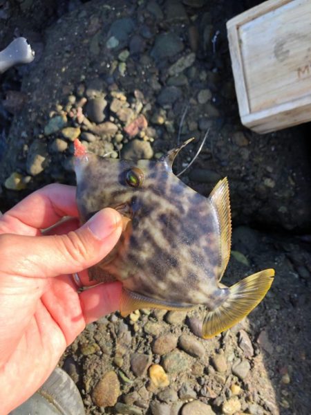 がまかつ公式投稿　調査編