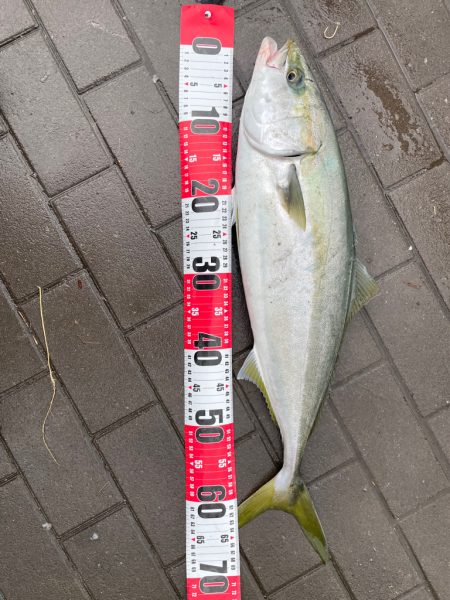 久しぶりの南港、シーサイドコスモッ…