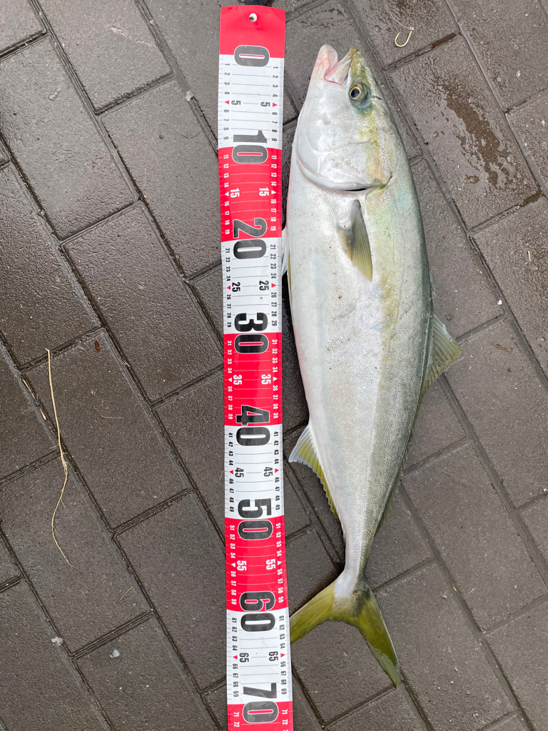 久しぶりの南港、シーサイドコスモッ❗️